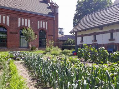 Am Samstag können Besucher im Arbeitergarten des LWL-Industriemuseums frische Zuckererbsen pflücken.<br>Foto: LWL
