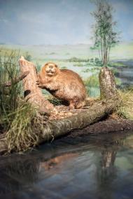 Der Biber steht - neben dem Fischotter - im Mittelpunkt des neuen Werkstattnachmittages im LWL-Museum für Naturkunde.<br>Foto: LWL/Steinweg