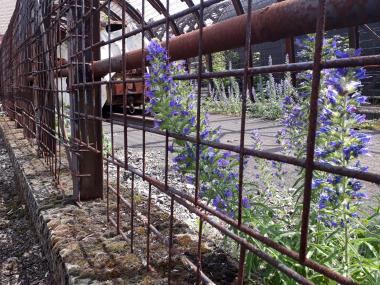 Der Natternkopf ist beliebt bei Hummeln und Bienen.<br>Foto: LWL/Ehses