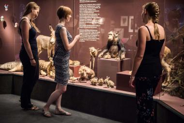 Eintritt frei im LWL-Museum für Naturkunde. Da lohnt ein Besuch der neuen Sonderausstellung "Das Gehirn".<br>Foto: LWL/Steinweg