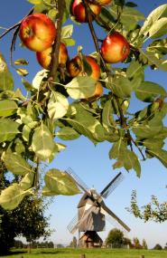 Im LWL-Freilichtmuseum Detmold gibt es am kommenden Freitag erstmals die Möglichkeit, die Ernte eines Apfel- oder Birnenbaumes zu ersteigern.<br>Foto: LWL/Jähne