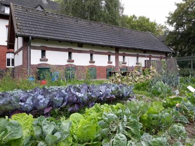 Erntezeit für Kohl im Arbeitergarten der Zeche Zollern.<br>Foto: LWL