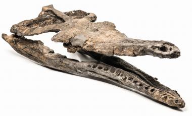 Der Schädel eines ca. 165 Millionen alten Krokodils. Die Länge des Schädels beträgt 68 cm.<br>Foto: LWL-Museum für Naturkunde/C. Steinweg