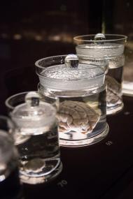 In der sogenannten Galerie der Gehirne im LWL-Museum für Naturkunde sind verschiedene Tiergehirne zu sehen.<br>Foto: LWL/Steinweg