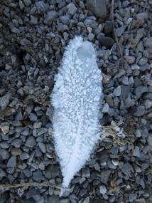 Diese Feder hat der Frost im Griff.<br>Foto: LWL/Ehses