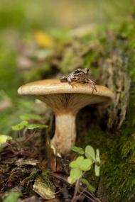 Das Bild zeigt, warum der Pilz auf plattdeutsch Poggen¬stohl heißt. Der LWL stellt den Poggenstohl jetzt als Wort des Monats vor.<br>Foto: Fotolia/dabjola