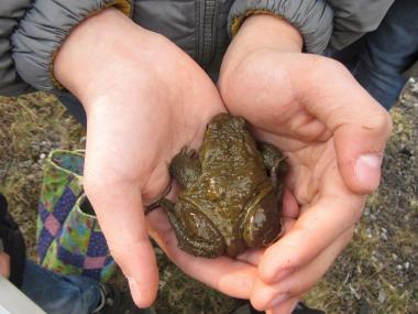 Mit etwas Glück können die Teilnehmer der nächsten Zechen-Safari die Erdkröte und andere Amphibien "hautnah" erleben.<br>Foto: LWL/Ehses