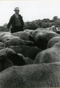 Bei ihren Prognosen stützten sich die Schäfer auf Wind, Wolken, Luftveränderungen und das Verhalten der Schafe, Münster-Nienberge 1953.<br>Foto: LWL Volkskundearchiv Risse