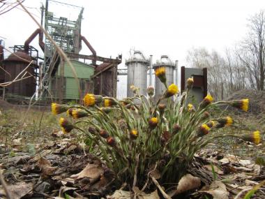 Der Huflattich sorgt für gelbe Farbtupfer auf der Industriebrache der Henrichshütte.<br>Foto: LW /Ehses