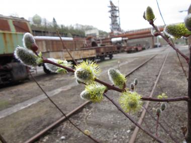 Aufgeblühte Salweidenkätzchen zeugen vom Frühling auf der Henrichshütte.<br>Foto: LWL/Ehses