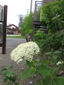 Blütezeit des "Wolligen Schneeballs" auf der Henrichshütte Hattingen.<br>Foto: LWL/Ehses