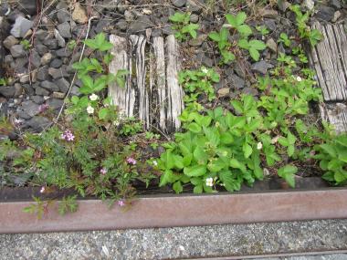 Walderdbeeren wachsen zwischen den alten Gleisanlagen der Henrichshütte.<br>Foto: LWL/Ehses