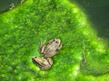 Mit etwas Glück können die Teilnehmer der nächsten Zechen-Safari die Erdkröte und andere Amphibien "hautnah" erleben.<br>Foto: LWL/Ehses