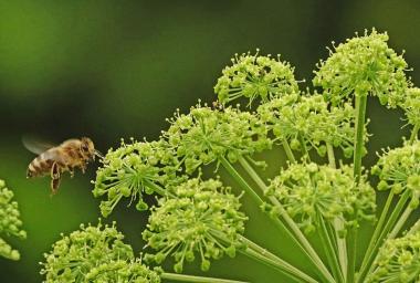 Um die Blüten, die für Insekten interessant sind, geht es bei einem Familienprogramm im LWL-Freilichtmuseum Detmold.<br>Foto: LWL/Jähne