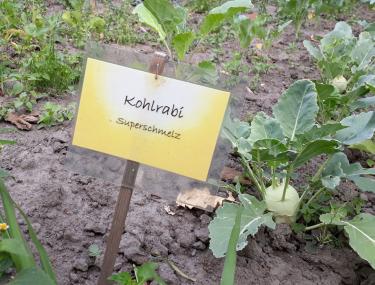 Manches Gemüse wie der Kohlrabi im Arbeitergarten der Zeche Zollern ist schon reif und kann bei der Führung am Samstag geerntet werden.<br>Foto: LWL