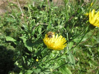 Die Schwebfliege gehört zu den häufigen Besucherinnen auf der wilden Wiese.<br>Foto: LWL / Ehses 