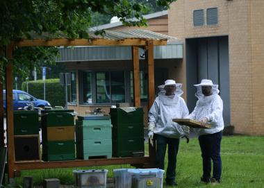Erzieher Frank Rennecke (l.) und Michael Sch. holen die Honigrahmen aus den Bienenstöcken vor der Wilfried-Rasch-Klinik.<br>Foto: LWL/SchuFi. 