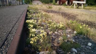 Im Sommer bildet das Leinkraut auf den Schotterflächen zwischen den Gleisen der Henrichshütte einen gelben Blütenteppich.<br>Foto: LWL/Ehses