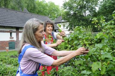 Johannisbeer-Ernte im Arbeitergarten.<br>Foto: LWL/Hudemann