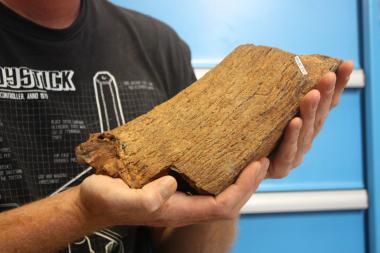 Das Fragment vom Horn eines Wasserbüffels entpuppte sich als wissenschaftlich wertvoller Fund, der sich derzeit im Naturkunde-Museum Bielefeld befindet.<br>Foto: Naturkunde-Museum Bielefeld