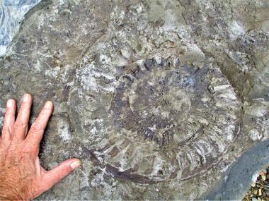 Mit einer Größe von knapp 40 Zentimetern ist der Ammonitfund aus dem Unteren Jura in dieser Größe für Westfalen eine Seltenheit.<br>Foto: LWL/Schlösser