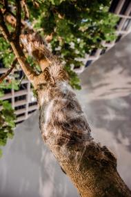 Das typische Nest der Raupen wurde mit "Engelshaar" imitiert.<br>Foto: LWL/Heimann 