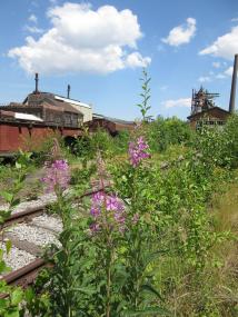 Feuerkraut gehört zu den zahlreichen grünen Bewohnern der Henrichshütte Hattingen.<br>Foto: LWL/Ehses