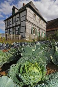 Wie man Gemüse selbst konserviert, erfahren die Teilnehmer des Workshops "Stoffwechselturbo Sauerkraut" im LWL-Freilichtmuseum Detmold.<br>Foto: LWL/Jähne