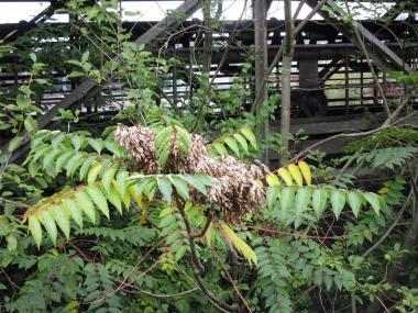 Bereit zum Abflug: In dichten Trauben hängen im Herbst die Flügelnüsse mit den Samen am Götterbaum.<br>Foto: LWL /Fischer