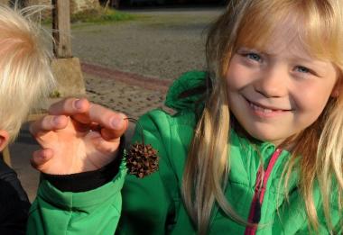 Rund und stachelig ist die Frucht des Amberbaums.<br>Foto: LWL/Appelhans