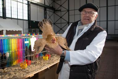 Der schönste Hahn gewinnt bei der Geflügelschau am Wochenende auf der Zeche Zollern. <br>Foto: LWL