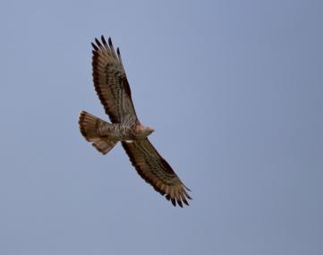 Geschützt durch die Vogelschutzrichtlinie: Der Wespenbussard.<br>Foto: Jan Ole Kriegs