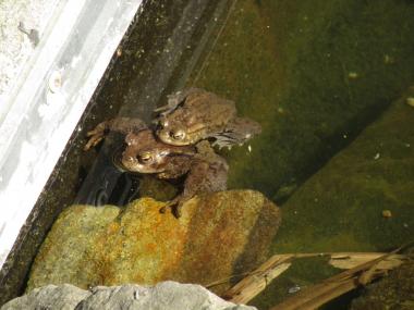 Auch die Erdkröten kommen dieser Tage aus ihren Winterversteck, um für Nachwuchs zu sorgen.<br>Foto: LWL/Ehses