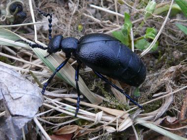 Der Schwarzblaue Ölkäfer (Meloe proscarabaeus).<br>Foto: M. Auer