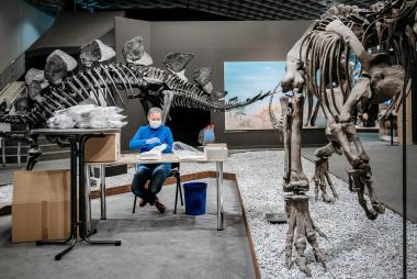 In der Gesellschaft von Saurierskeletten: Eine Mitarbeiterin des LWL-Museums für Naturkunde in Münster produziert im Ausstellungsbereich Atemschutzmasken.<br>Foto: LWL/Steinweg