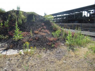 Mit ihrer Wuchs- und Blattform haben sie sich die Pflanzen an die speziellen Standortbedingungen der Industriebrache angepasst. <br>Foto: LWL / Ehses