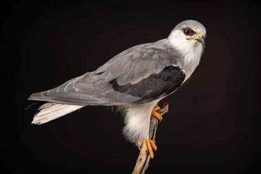 Der Gleitaar, der vom LWL-Museum für Naturkunde präpariert wurde, ist das erste gesichtete Exemplar seiner Art im Kreis Kleve.<br>Foto: LWL/Steinweg