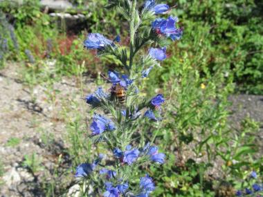 Die Blüten des Natternkopfes sind beliebt bei Hummeln und Bienen.<br>Foto: LWL/Ehses