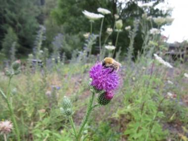 Auf der "wilden Wiese" der Zeche Nachtigall ist derzeit viel Betrieb.<br>Foto: LWL/Ehses