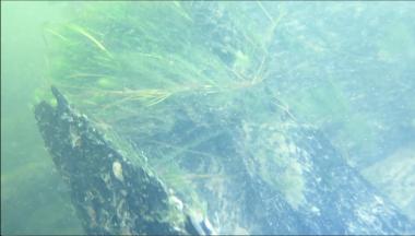 Die Wrackteile sind mit Wasserpflanzen bewachsen.<br>Foto: P. Ferlemann