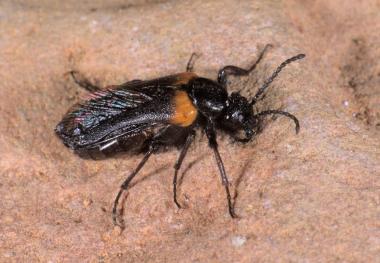 Der Schmalflüglige Pelzbienen-Ölkäfer (Sitaris muralis).<br>Foto: B. Stein