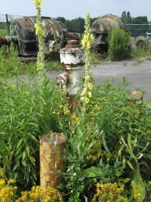 Die Königskerze setzt gelbe Farbtupfer auf dem Hüttengelände.<br>Foto: LWL / Ehses