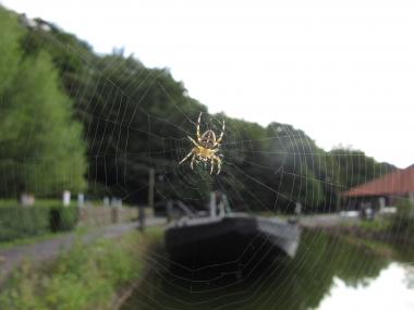 In allen Ecken sind die Netze der Kreuzspinne auf dem Gelände zu finden.<br>Foto: LWL/Ehses
