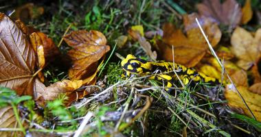 Erst in der Dunkelheit sind die Feuersalamander richtig aktiv.<br>Foto: LWL/Jähne