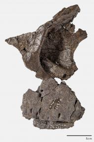 Mitarbeiter des LWL-Museums für Naturkunde fanden im Wiehengebirge Schädelfragmente des Raubsauriers Torvosaurus.<br>Foto: LWL: Steinweg