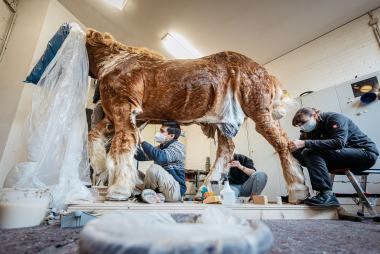 Das Team der zoologischen Präparationswerkstatt präpariert für die kommende Sonderausstellung "Alleskönner Wald" ein Rückepferd im LWL-Museum für Naturkunde (v.l.n.r. Leiter der Präparationswerkstatt Aminul Islam, Leah Witnick und Jacqueline Winkler).<br>Foto: LWL/Steinweg