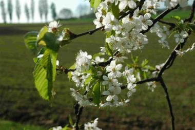 Blütezeit: 200 alte Obstsorten werden im LWL-Freilichtmuseum Detmold angebaut.<br>Foto: LWL