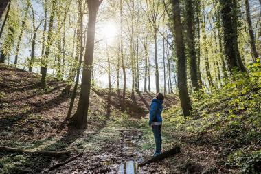 Der Wald steht ab Ende Juni im Mittelpunkt der neuen Sonderausstellung im LWL-Museum für Naturkunde.<br>Foto: LWL/Steinweg