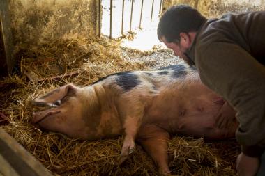 Zuchtsau Erna bekommt im Öko-Betrieb des Lindenhofes regelmäßige Streicheleinheiten von Landwirt Martin Schulze Schleithoff.&lt;br&gt;Foto: LWL/Gehrmann 