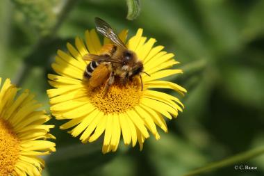 Die &quot;Braunbürstige Hosenbiene&quot; gehört zu den 585 in Deutschland beheimateten Wildbienen-Arten.&lt;br&gt;Foto: Christopher Bause 